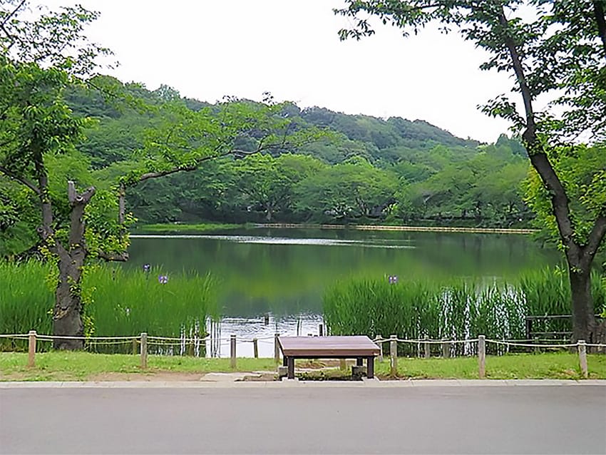 神奈川県立三ツ池公園…約70M